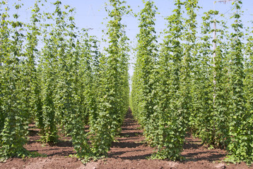 Beer Hops