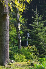 Fototapeta premium Satellite antenna in forest - automatic water pump