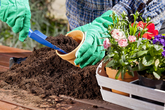 Planting Flowers In The Garden Home