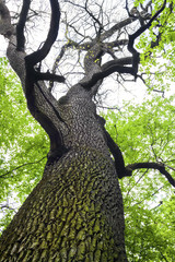 Big old oak tree against the sky