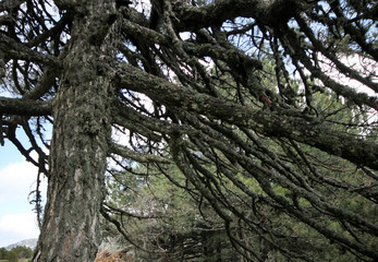 Pine Tree