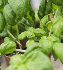 Basil