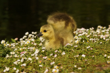 Fototapeta premium Canada Goose, Branta canadensis