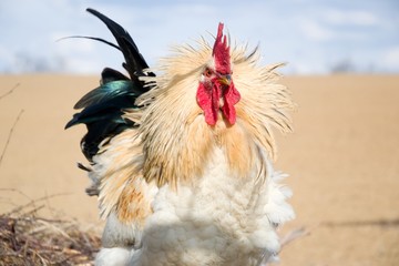 Rooster shows its dominance