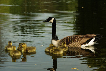Obraz premium Canada Goose, Branta canadensis