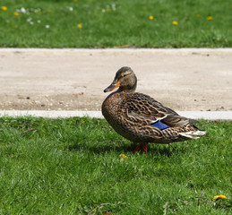 Ente auf dem Rasen