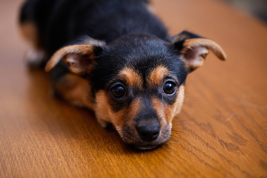 zwergpinscher