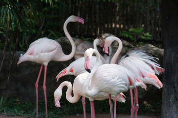 Fototapeta na wymiar Flamingo flock (Phoenicopterus ruber)