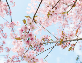 Wild Himalayan Cherry