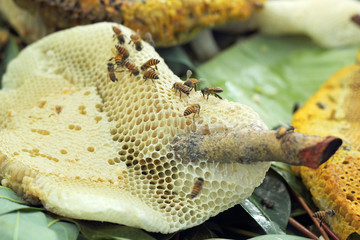 fresh honey in the comb