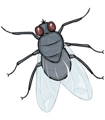 Vector Cartoon Fly
