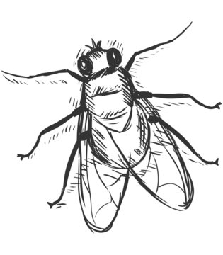 Vector Sketch Illustration - Fly