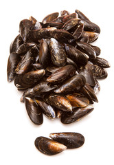 Mussels on a white studio background.