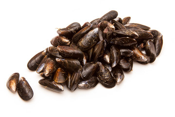  Mussels on a white studio background.