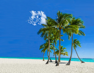 Palm trees on a sandy exotic beach on a background of blue sky