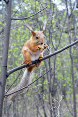 a small red squirrel with a fluffy tail on the branch