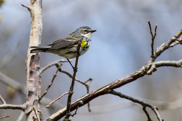 Yellow-Rumped Warbler