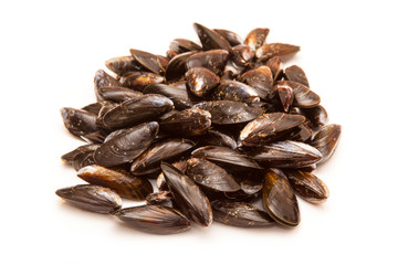 Mussels on a white studio background.