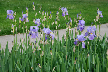 Garden bed with irises