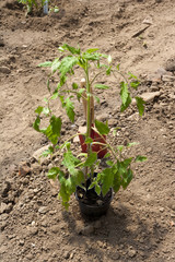 Tomaten Jungpflanzen im Folientunnel auspflanzen