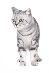 Obraz premium Mißmutige Britisch Kurzhaar Katze