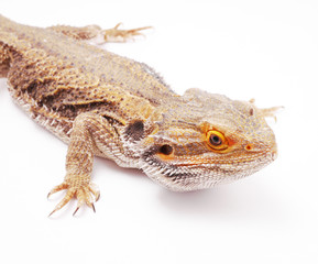 agama on a white background