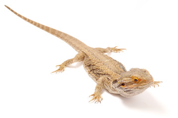 agama on a white background