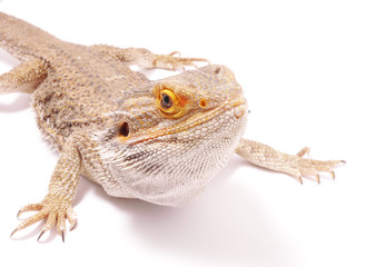 agama on a white background