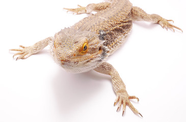 agama on a white background