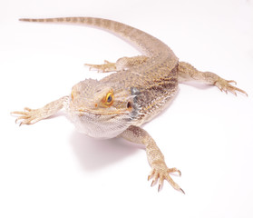 agama on a white background