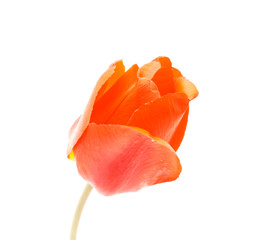 Naklejka premium red tulips on white background