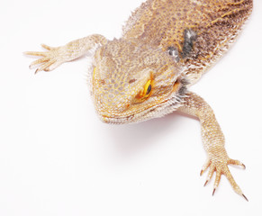 Obraz premium agama on a white background