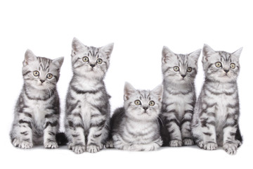 Fototapeta na wymiar Fünf süße Katzenbabies nebeneinander auf weiß