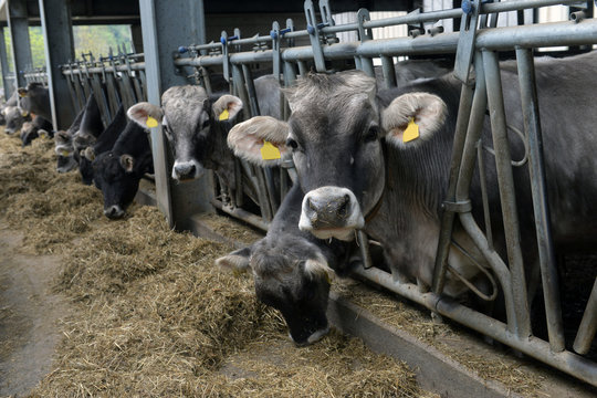 cows eat feed on the farm