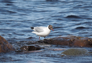 Gull on the lake
