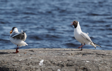 Gull on the lake