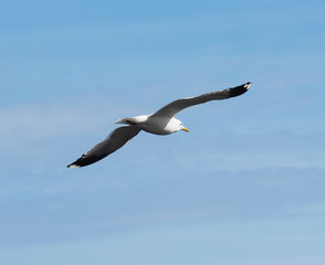 Gull on the lake