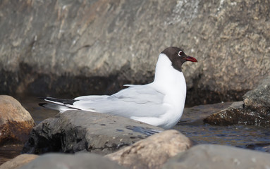 Gull on the lake