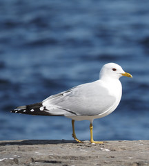 Gull on the lake