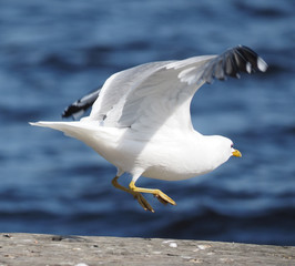 Gull on the lake