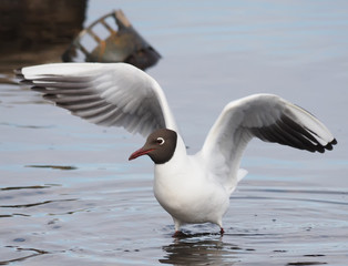 Gull on the lake