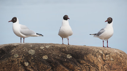 Gull on the lake