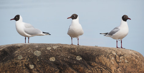 Gull on the lake