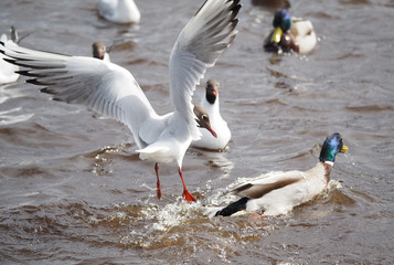 Gulls and duck in fight for food