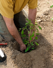 Tomaten Jungpflanzen im Folientunnel auspflanzen