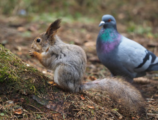 squirrel in the forest