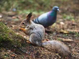 squirrel in the forest