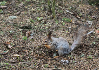 squirrel in the forest