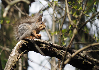 Naklejka na ściany i meble squirrel in the forest