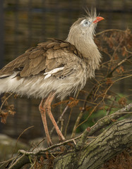 Red-legged sereima